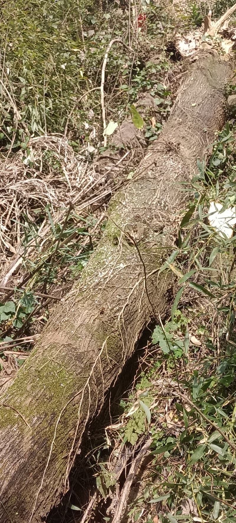 柏木多少钱每立方
