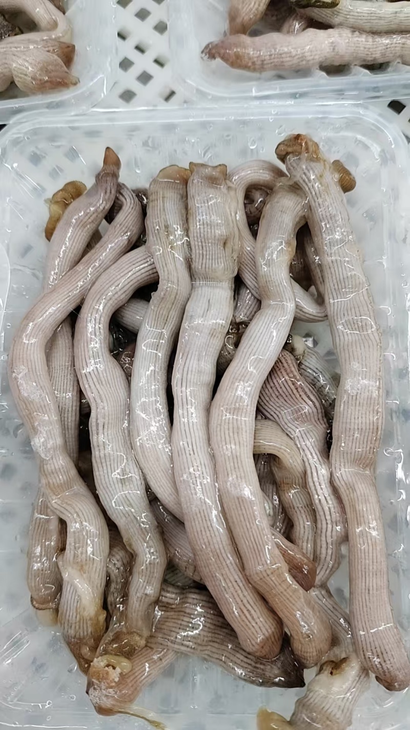 沙虫