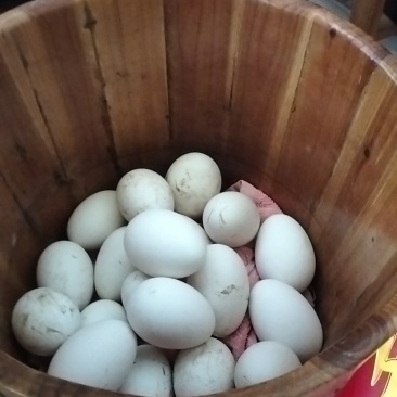 鹅蛋