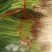 红蒜苗