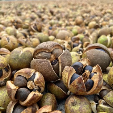 山茶油