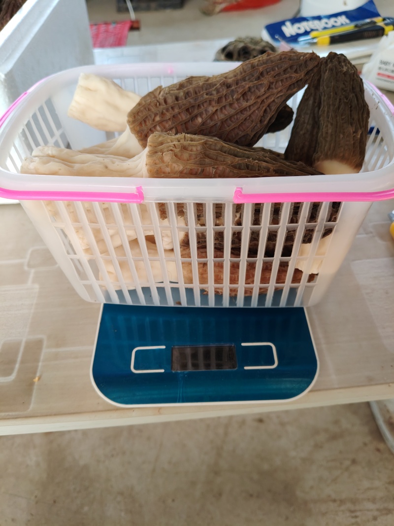 鲜羊肚菌