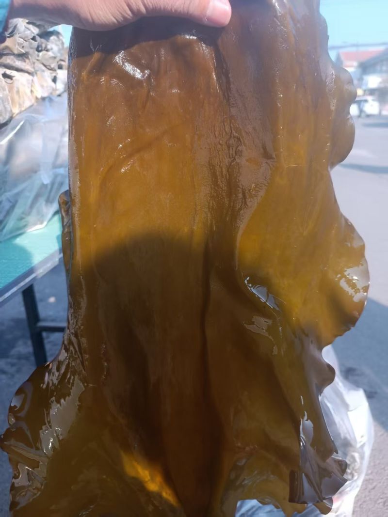 大连海带