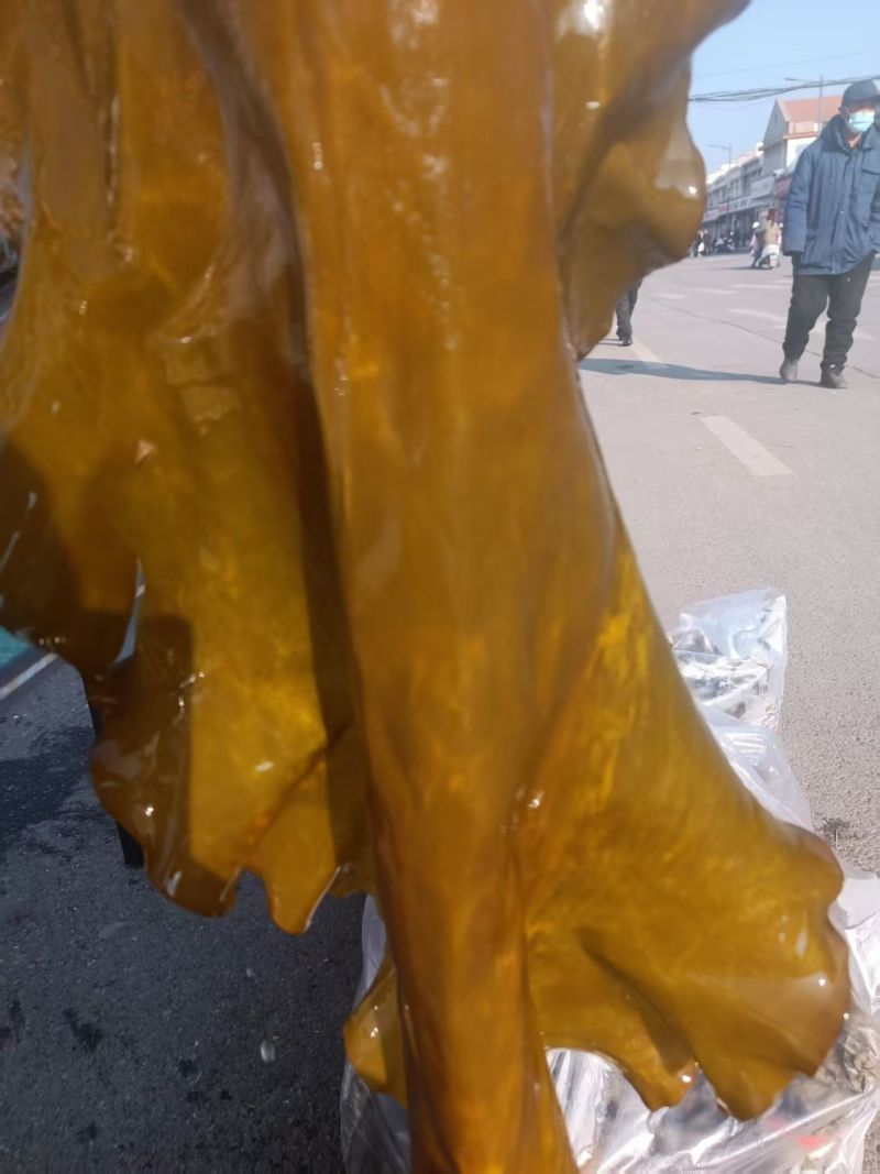 大连海带