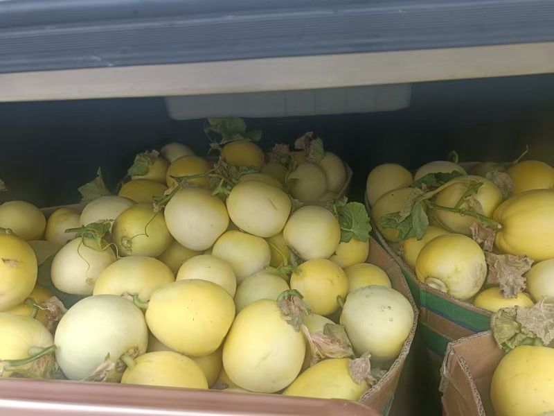 批发大量甜瓜，4到5月份成熟要的可以关注一下