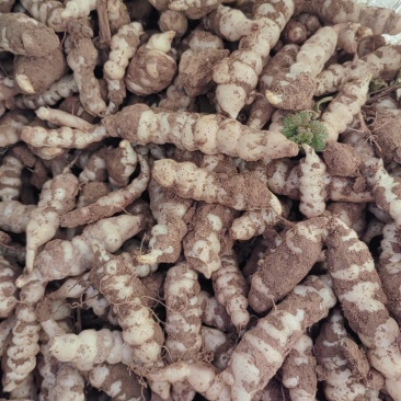 螺丝菜种子