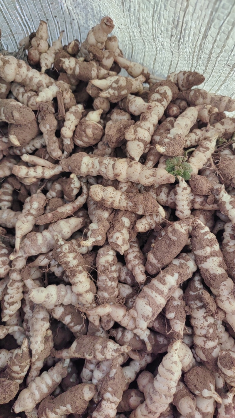 螺丝菜种子