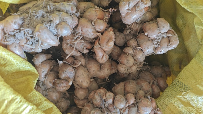阳春沙姜【精品沙姜】/鲜姜/大型冷库/大量供货/