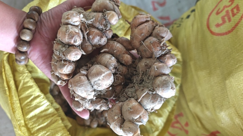 阳春沙姜【精品沙姜】/鲜姜/大型冷库/大量供货/