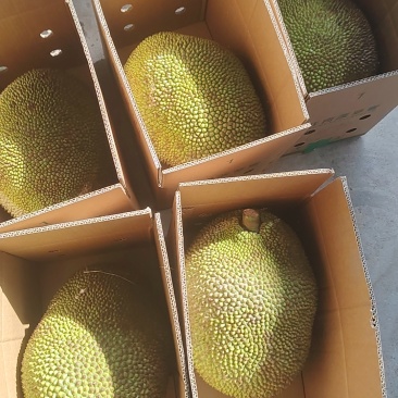 1号5号8号菠萝蜜市场货，电商货，支持一件代发