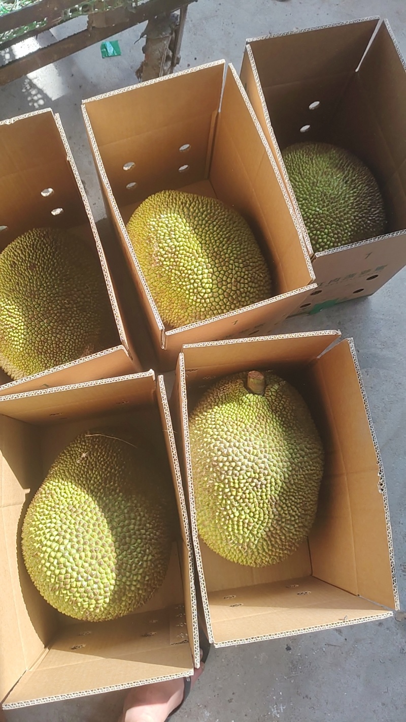 1号5号8号菠萝蜜市场货，电商货，支持一件代发