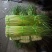 精品白帽蒜苔大量现货，长度75左右，欢迎各位老板订购