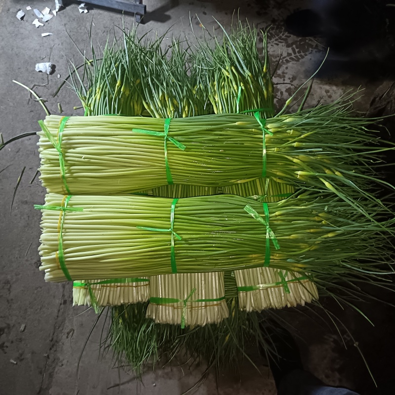 精品白帽蒜苔大量现货，长度75左右，欢迎各位老板订购