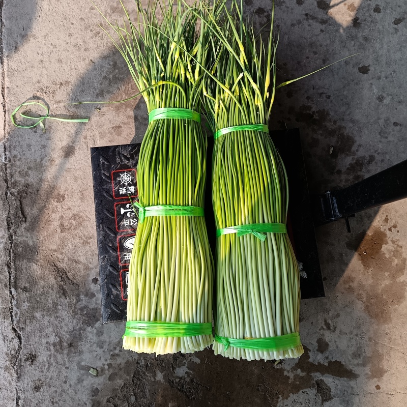 精品白帽蒜苔大量现货，长度75左右，欢迎各位老板订购