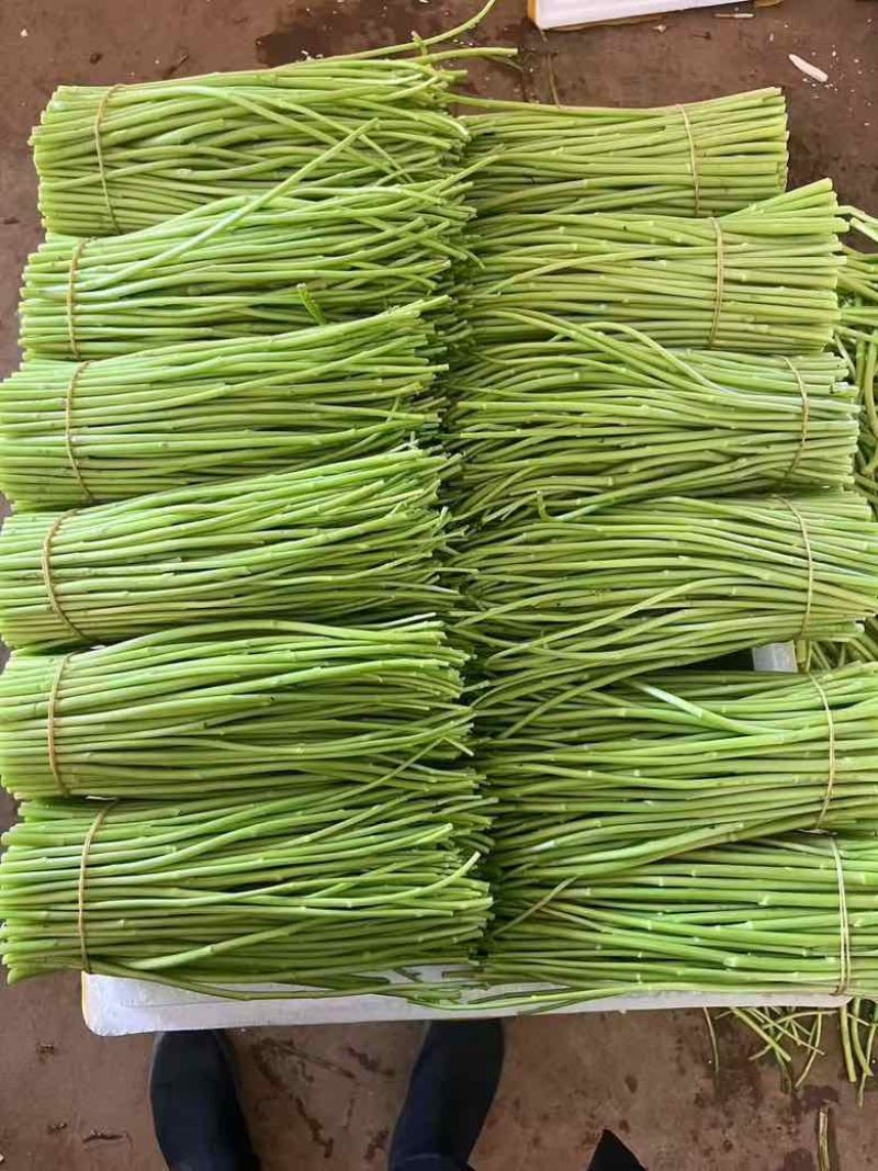 藜蒿杆