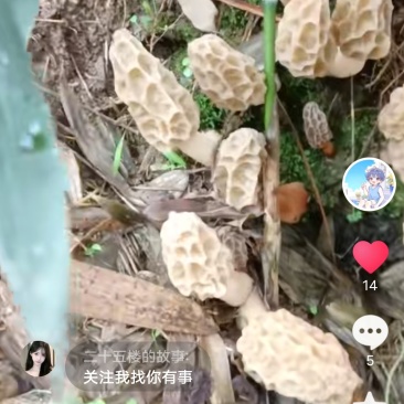 羊肚菌