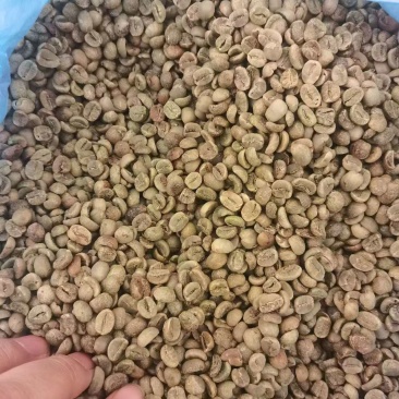 越南咖啡豆罗布斯塔和阿拉比卡16目大量供应