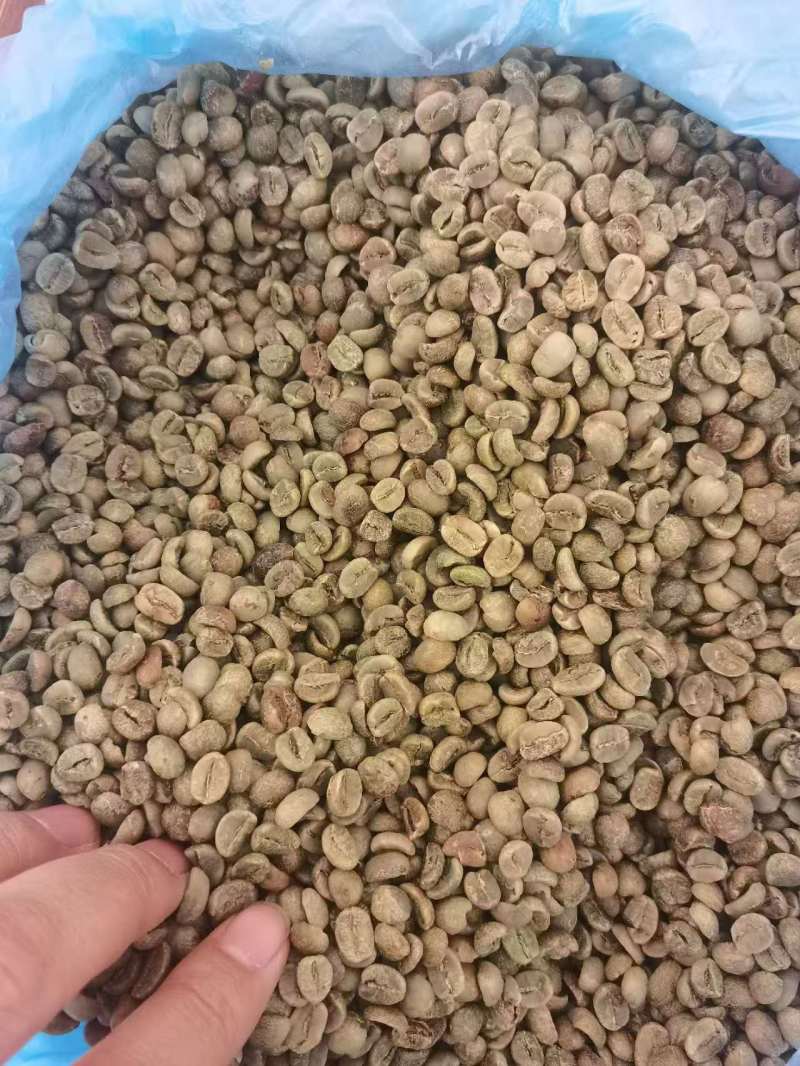 越南咖啡豆罗布斯塔和阿拉比卡16目大量供应