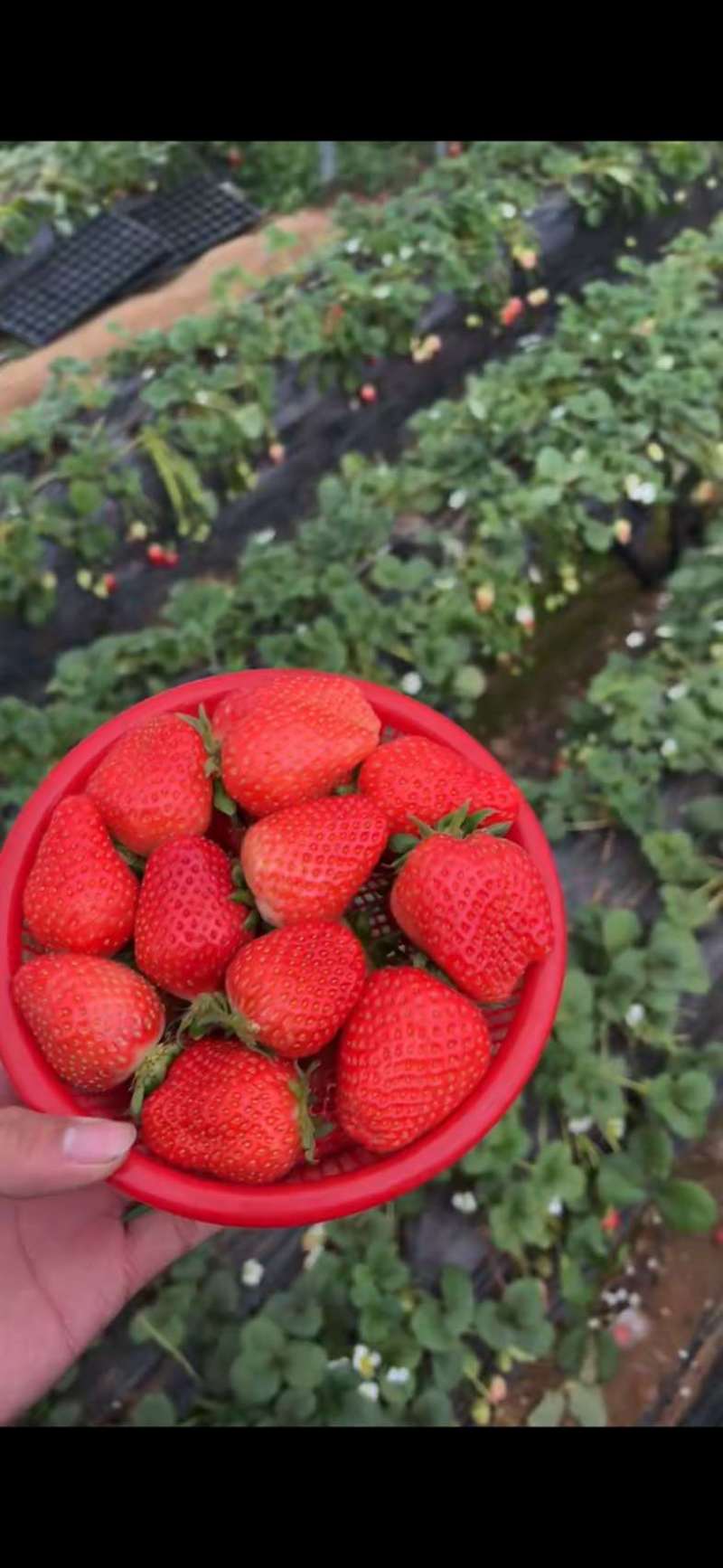 中牟草莓宁玉品种，每天现采，质量保证