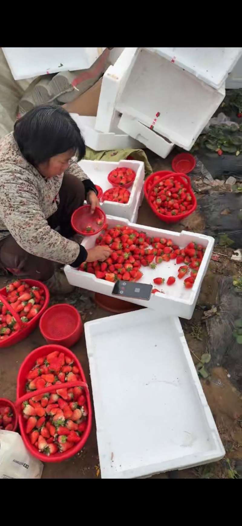 中牟草莓宁玉品种，每天现采，质量保证