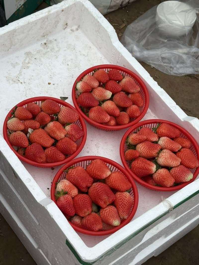 中牟草莓宁玉品种，每天现采，质量保证