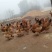 土鸡散养跑山鸡
