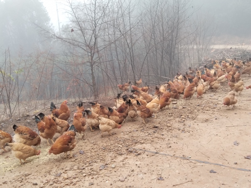 土鸡散养跑山鸡