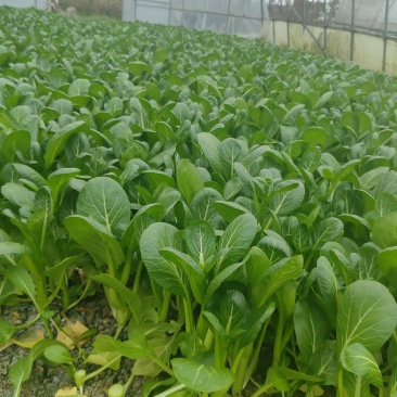 承接各大电商，食堂，平台，超市，欢迎各位老板的支持