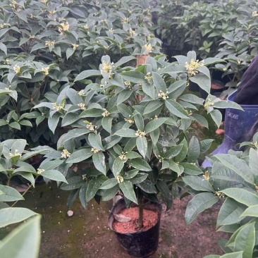 桂花