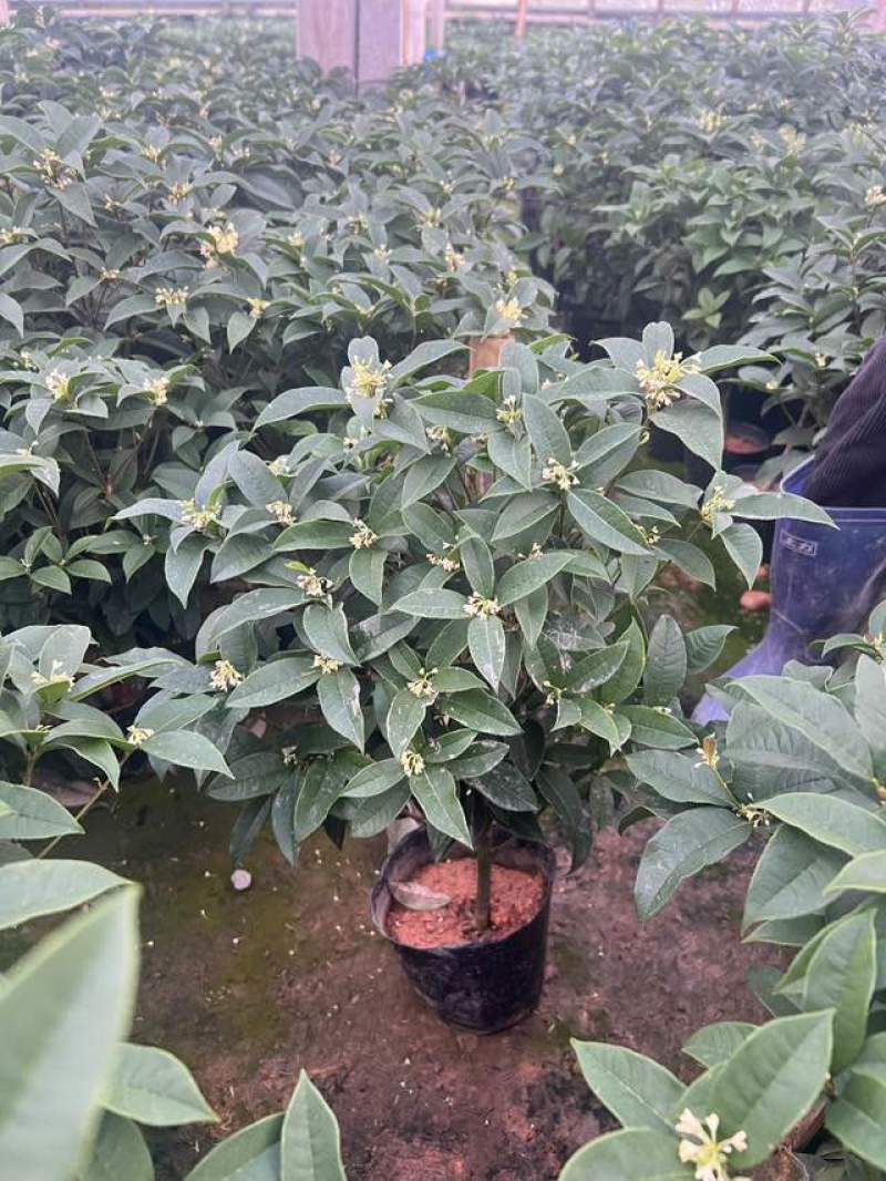 桂花