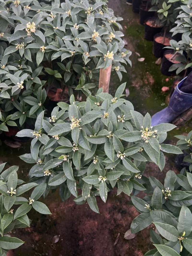 桂花