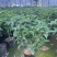 桂花