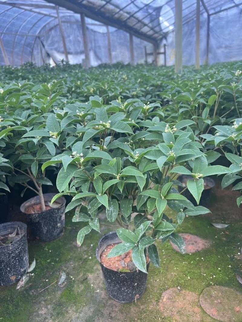 桂花