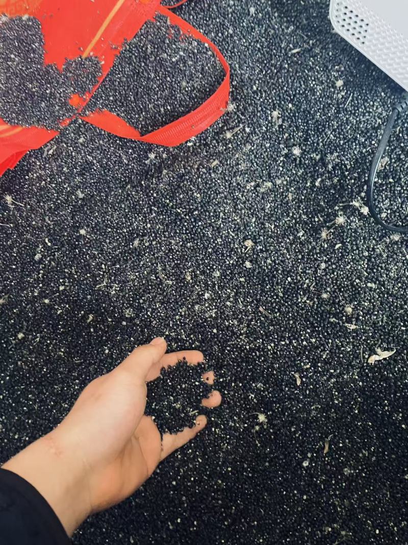 大通草种子，全干种子，提供育苗技术，一斤能出好多万苗