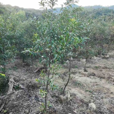 山杜英3公分