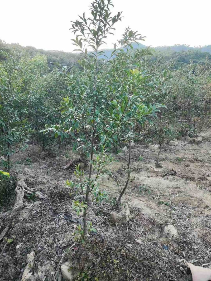 山杜英3公分