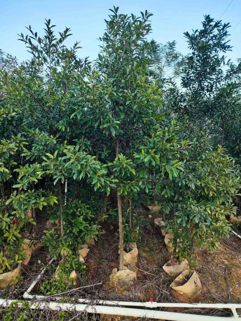 山杜英3公分