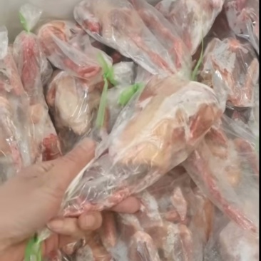 鸽子