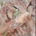 鸽子