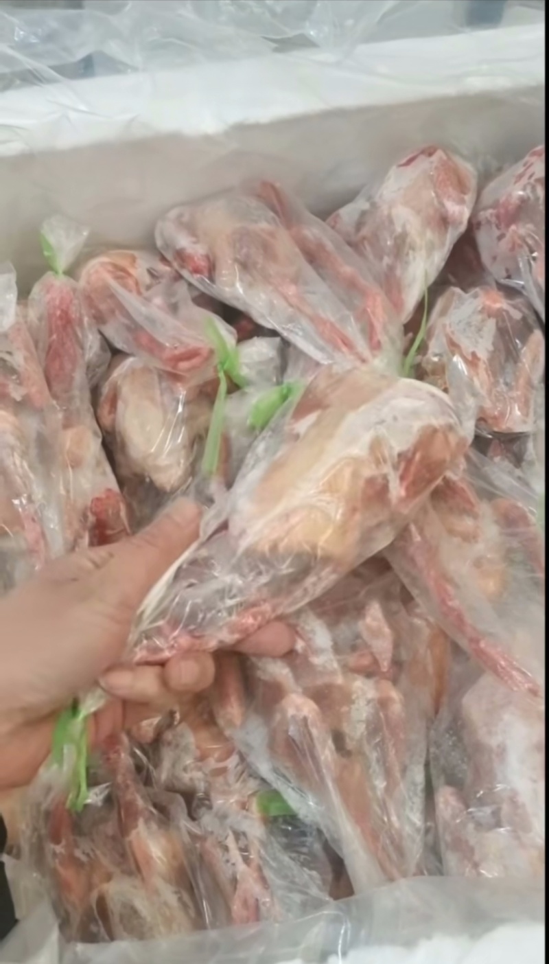鸽子
