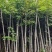 枫香4公分