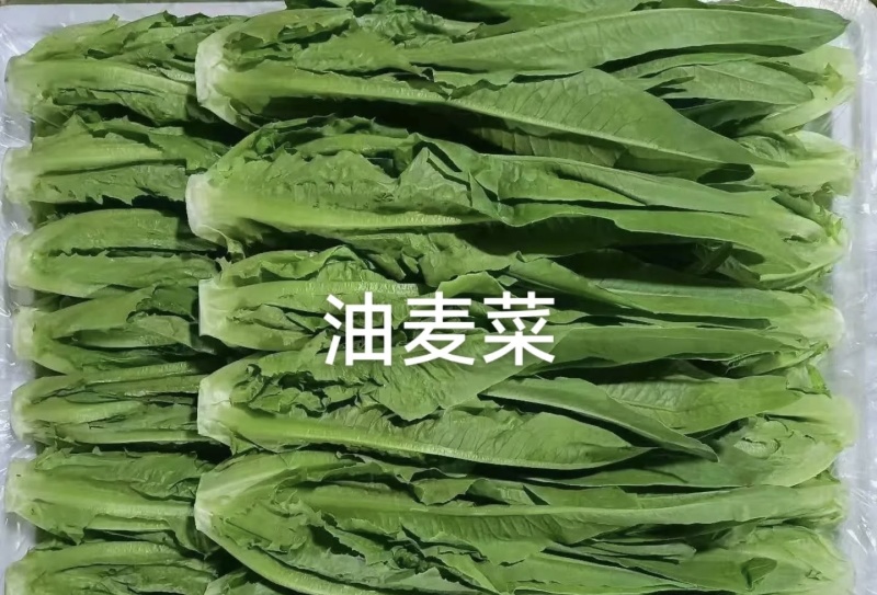 云南油麦菜33吨