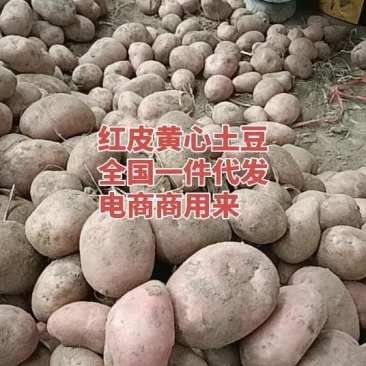 云南黄心土豆