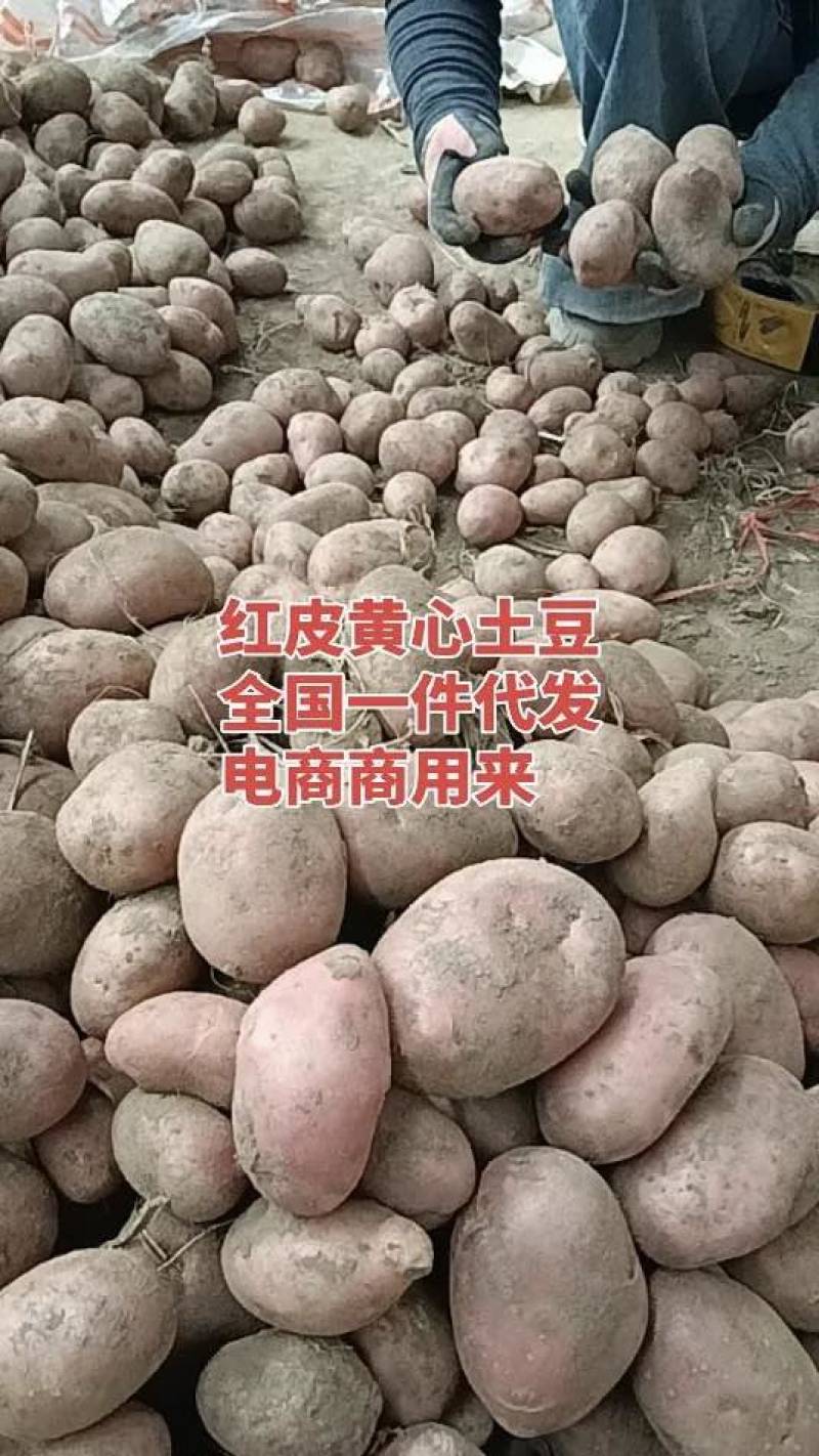 云南黄心土豆