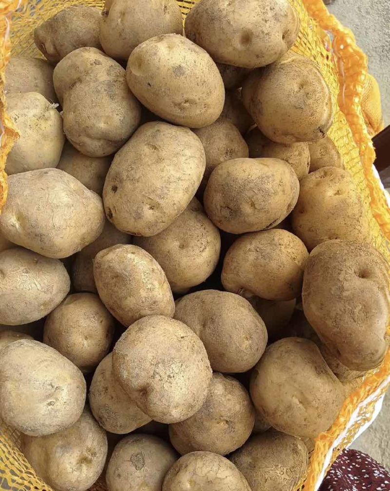 云南黄心土豆