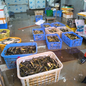 活鱼现杀，黄骨，大。中。小可代杀，