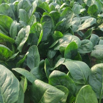 大棚大叶菠菜，25公分左右