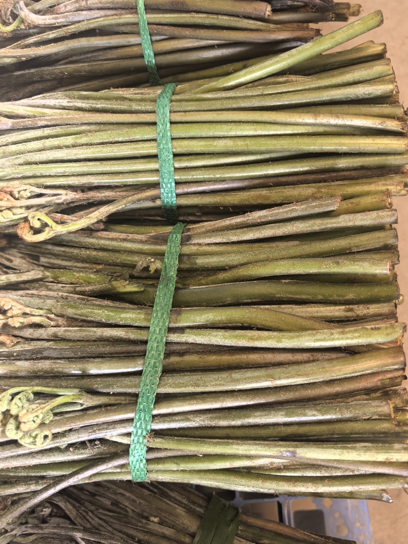 贵州高山野生蕨菜