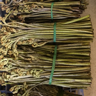 贵州高山野生蕨菜
