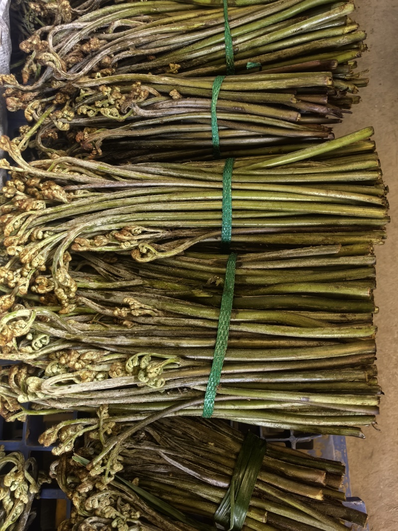 贵州高山野生蕨菜